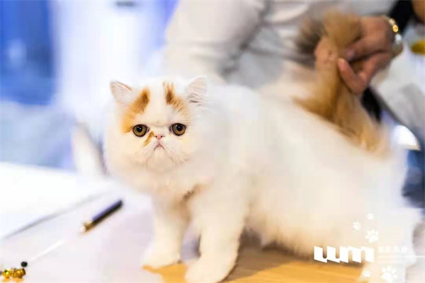 首页| 918博天堂中国官方网站